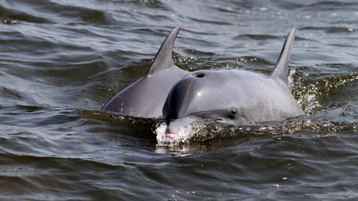 Mississippi Sound dolphins testing positive for fentanyl. What does it mean for humans?