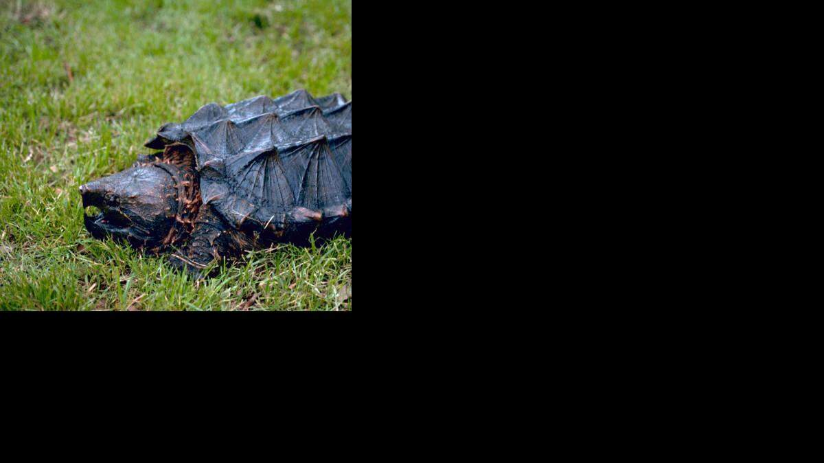 An environmental group says it will sue unless the federal government sets a deadline for deciding whether to protect alligator snapping turtles under the Endangered Species Act.
