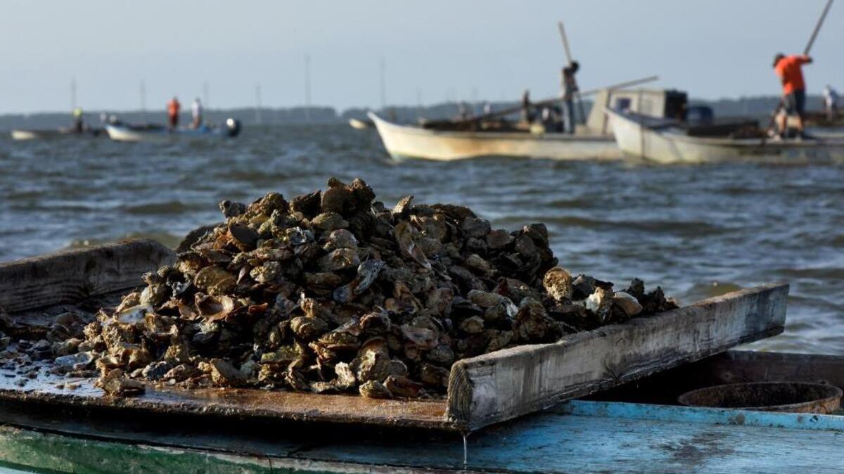 For the first time in at least 40 years, Biloxi Bay will open for oyster harvesting Nov. 1.