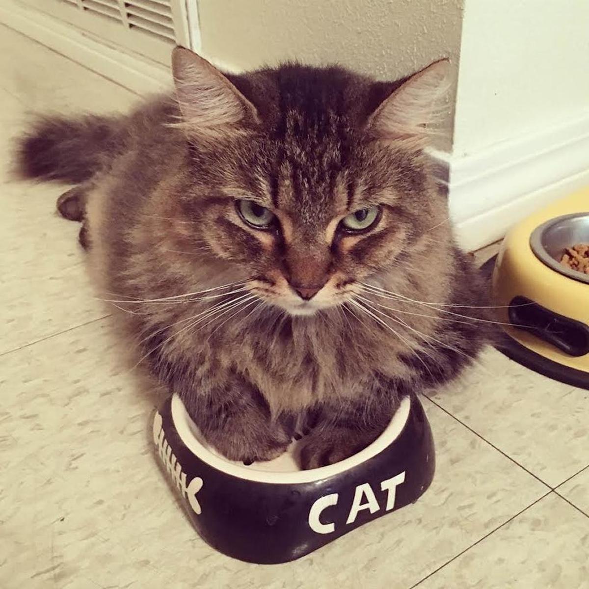 Sun Herald Assistant Editor Lauren Walck’s cat Clementine is keen at keeping coyotes at bay.