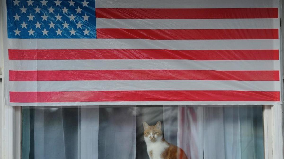A cat perches on the window of a home decorated with an American flag in Johnstown, Pa., on Wednesday. Saturday is National Cat Day.