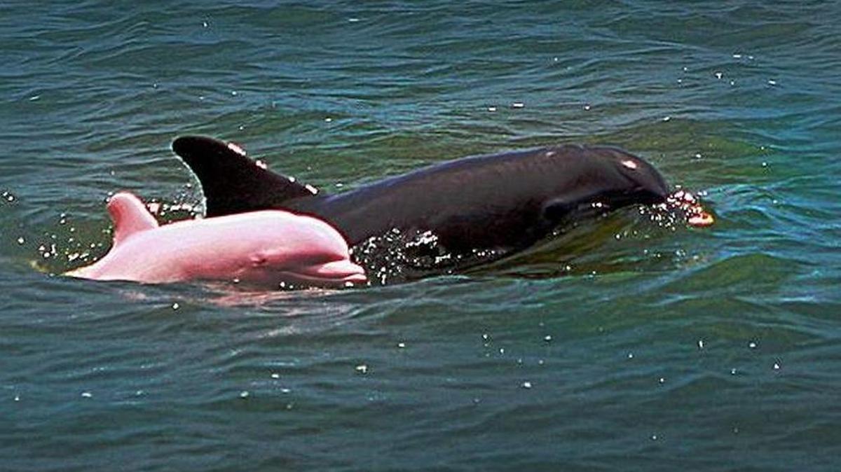 “Pinky” the dolphin makes an appearance in the Gulf of Mexico near Cameron Parish, Louisiana in this photo submitted by an MS News Now viewer.