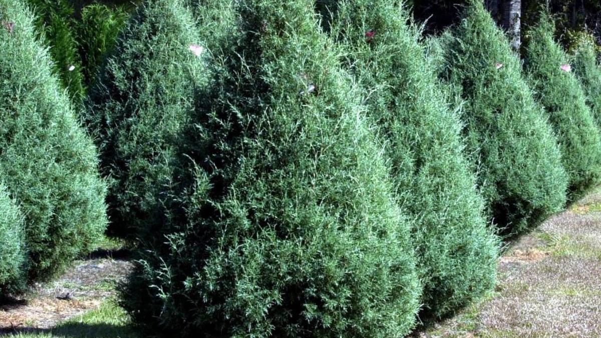 Christmas tree farms in South Mississippi have a variety of trees for you to choose from.