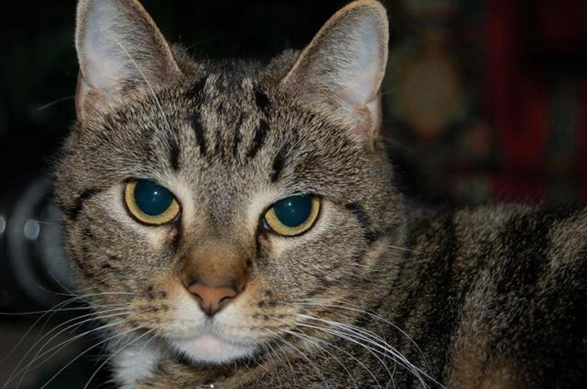 Sun Herald Sports Editor Scott Hawkins’ cat