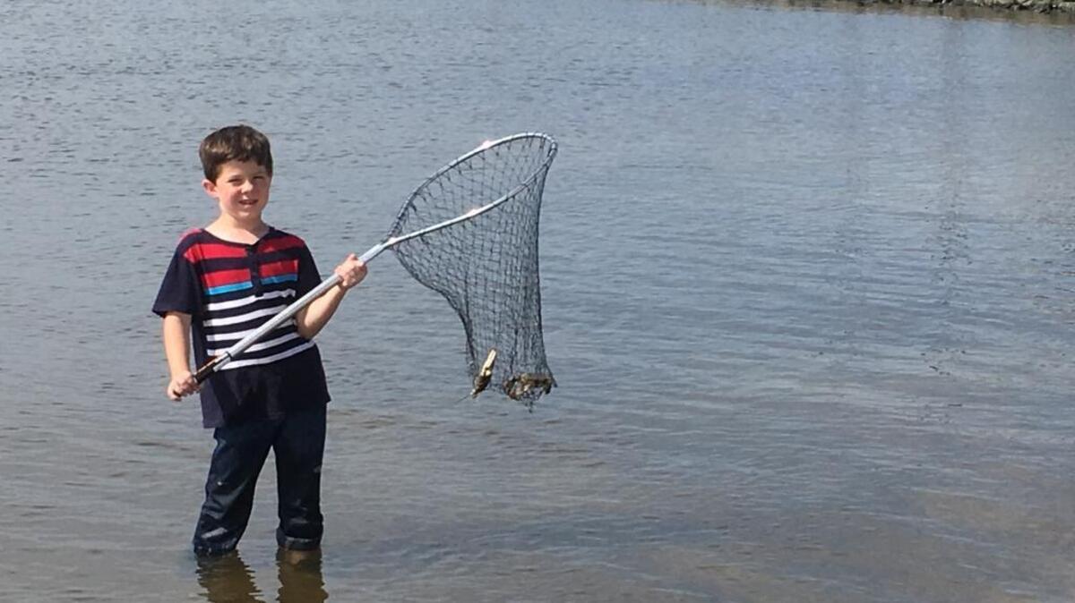 Gabe Franklin, 8, of Gulfport, is pleased with his crab catch after he wades into the Mississippi Sound on Wednesday. By Thursday, marine resource officials declared a jubilee, the influx of crab, fish and shrimp toward the shoreline along miles of beaches.