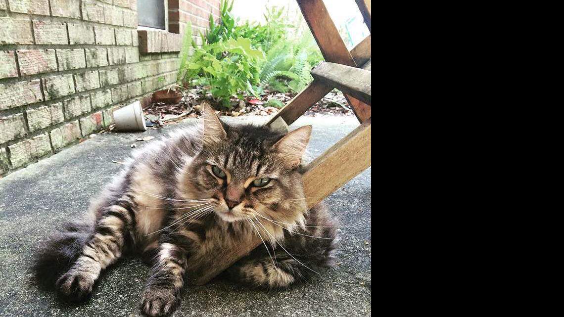 Urban coyotes: A scourge on South Mississippi