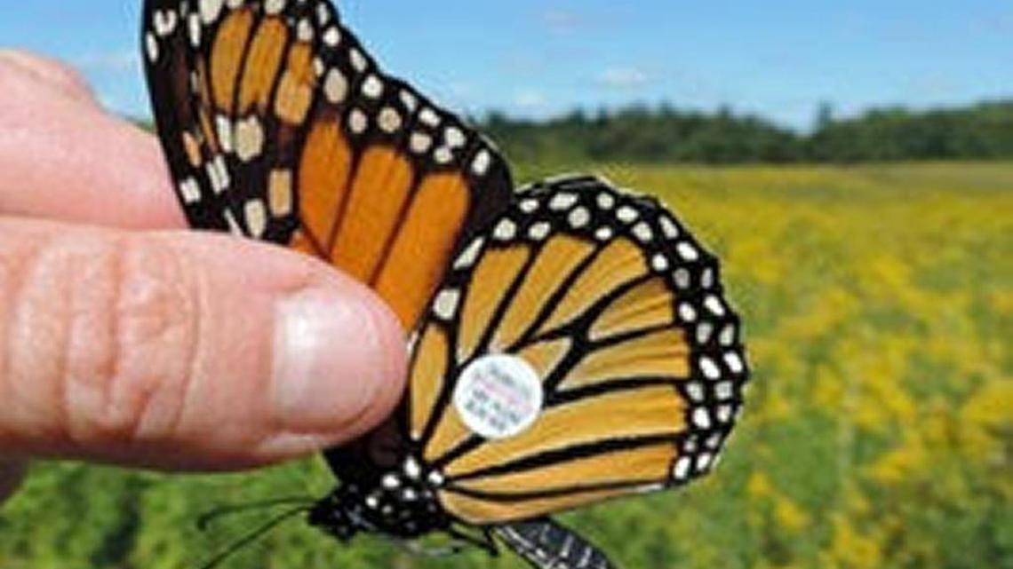 How does one track a butterfly?