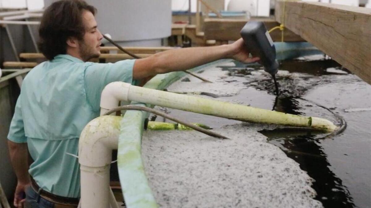 Hatchery technician Bradley DeLeon feeds algae to oyster spat at the Aqua Green oyster aquaculture facility near Perkinston.