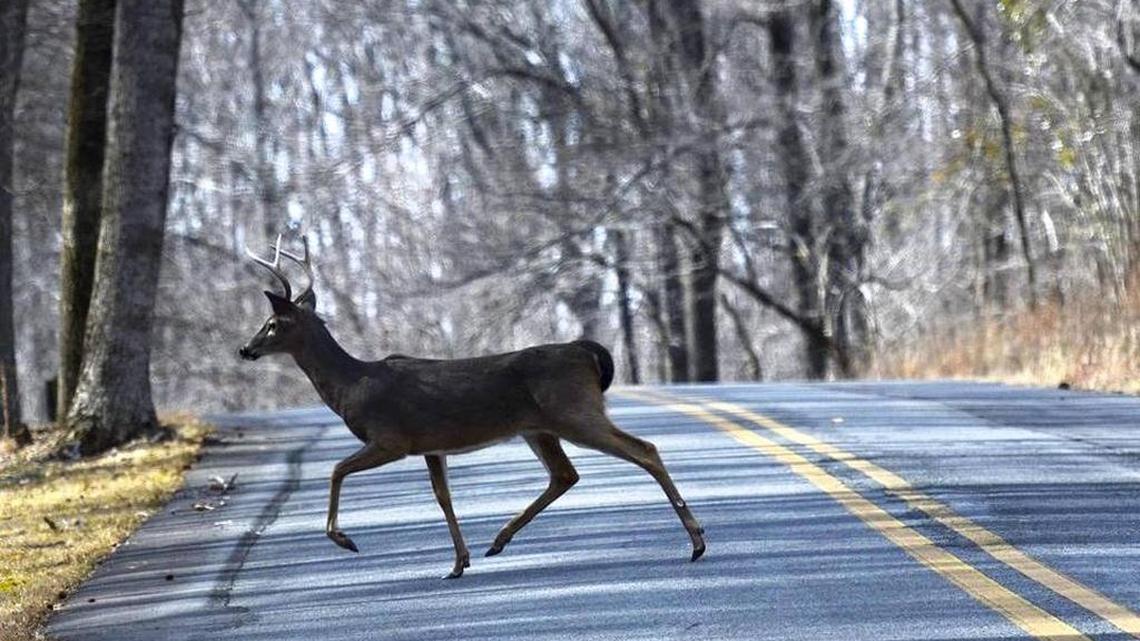 An image of a deer crossing a road.