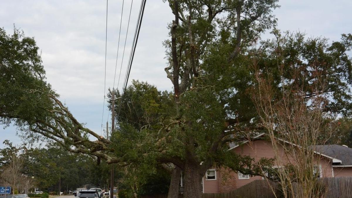 Neighbors say Mississippi Power crews went overboard with their maintenance of trees along 2nd Street in Gulfport.