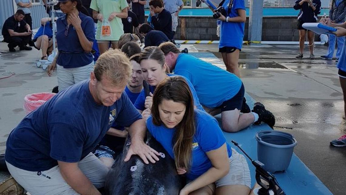 Two male pygmy killer whales were released into the Gulf of Mexico after spending nine months rehabilitating in Gulfport.