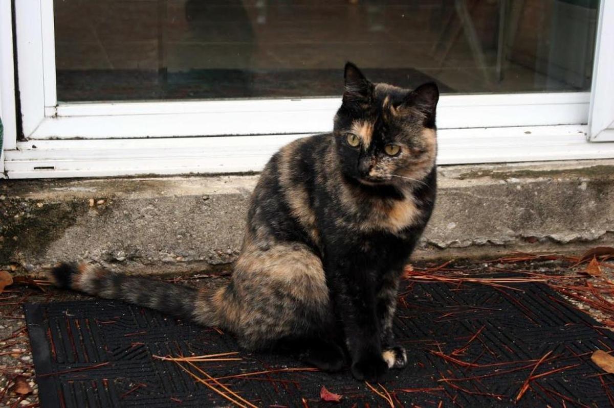 Sun Herald night editor Kim Anderson’s cat