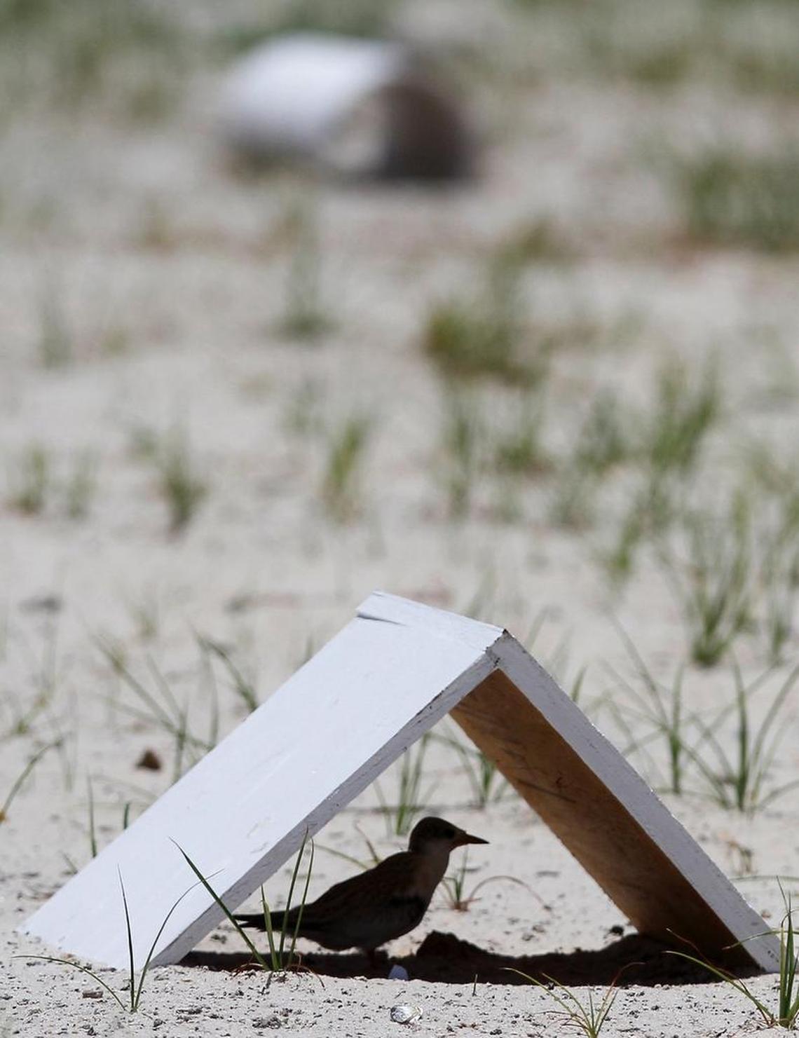 Audubon Mississippi Coastal Bird Stewardship Program helps protect the Least Tern flocks during the July 4 weekend.