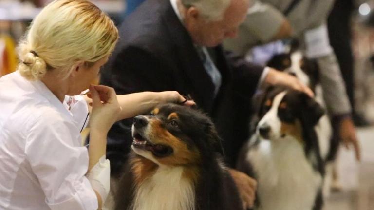 Mobile Kennel Club dog show takes over the Coliseum