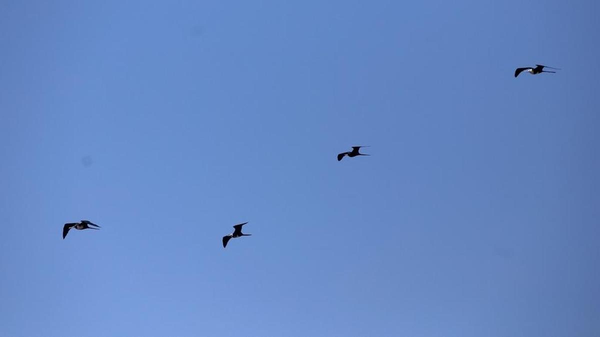 Magnificent frigatebirds skim the air above Pass Christian Harbor on Thursday, June 22, 2017. The birds, which are usually seen in tropical waters between northern Mexico and Ecuador, were blown north by to Tropical Storm Cindy.