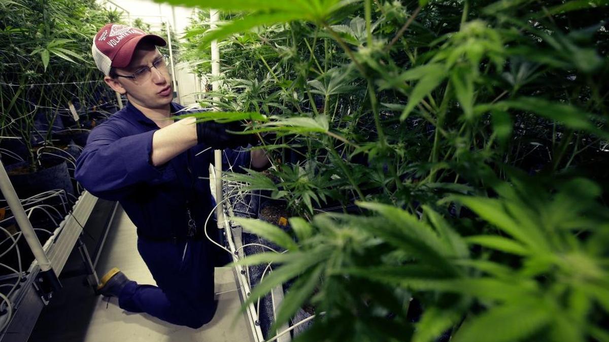 Head grower Mark Vlahos, of Milford, Mass., tends to cannabis plants, Thursday, July 12, 2018, at Sira Naturals medical marijuana cultivation facility, in Milford, Mass. (AP Photo/Steven Senne)