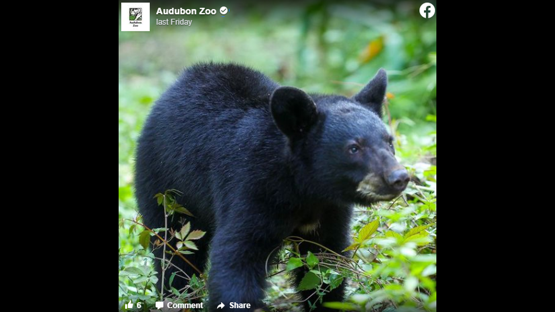 An orphaned 7-month-old female black bear cub was rescued by the Louisiana Department of Wildlife and Fisheries after someone saw it alone in a tree for days. 
