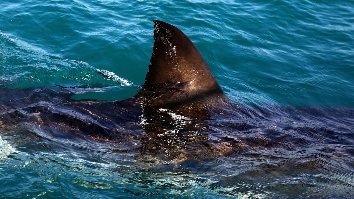 In this Thursday, Aug. 11, 2016, file photo, the fin of a great white shark is seen swimming in the waters off Gansbaai, South Africa. On New Year’s Day, a great white named Miss Costa was tracked in the Gulf of Mexico after heading north from the Florida Keys, but moved further east toward Tampa on Tuesday.