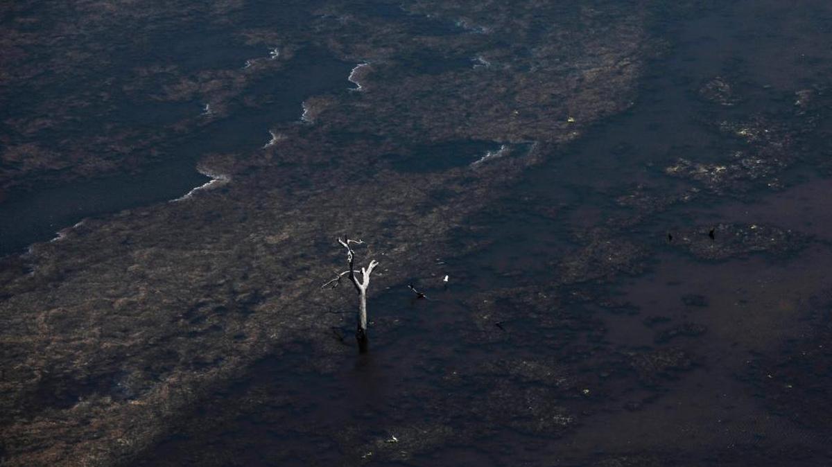 A dead cypress tree is seen from the air in 2011 surrounded by muddy shallows as an example of shoreline erosion near Lake Salvador in Jefferson Parish, outside New Orleans. A new study suggests that, on average, the Louisiana coast is sinking at a rate of about 9 millimeters, or just over a third of an inch, per year — a faster rate than previous studies have suggested, according to the authors.