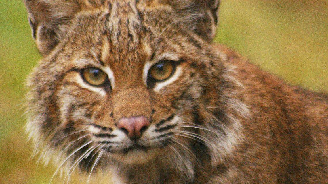 Officials in Oglethorpe County, Georgia, are urging residents to be on alert after a bobcat attacked children on two different properties. The bobcat suspected in the attack is not pictured.