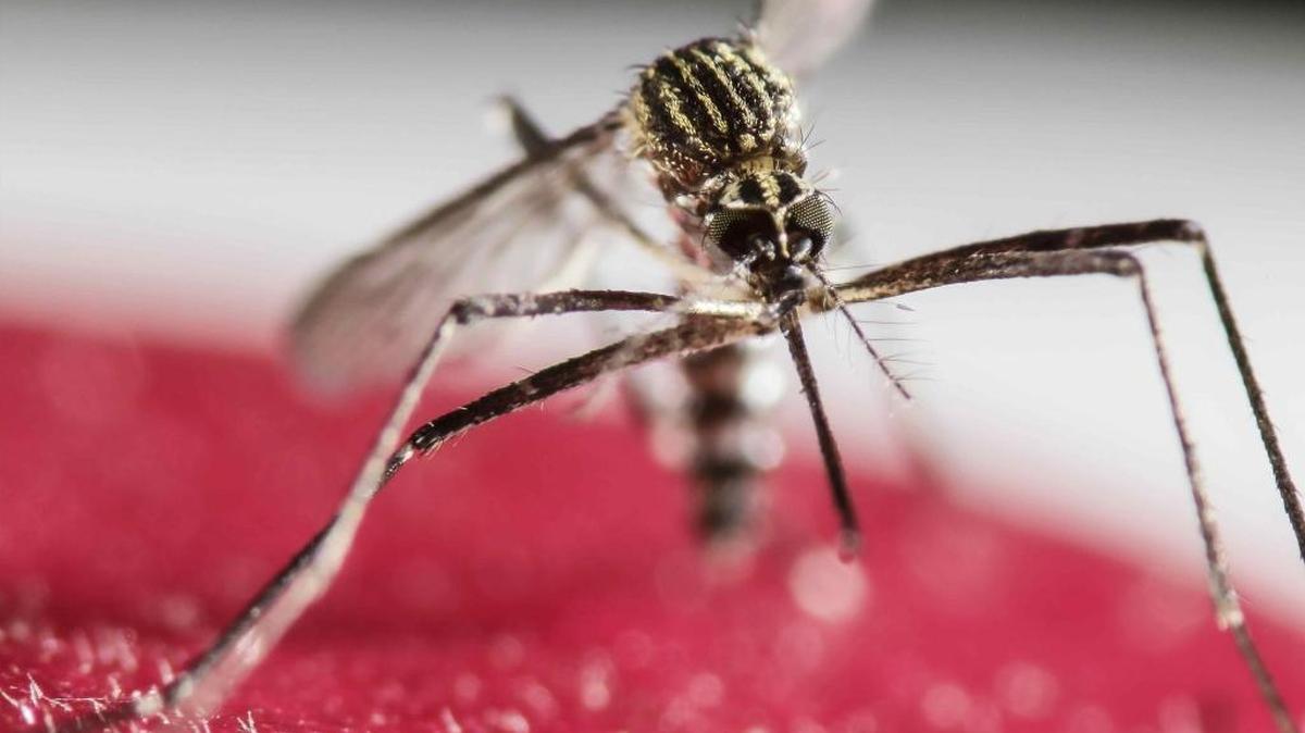 Cases of the mosquito-borne Zika virus have dropped dramatically this year.