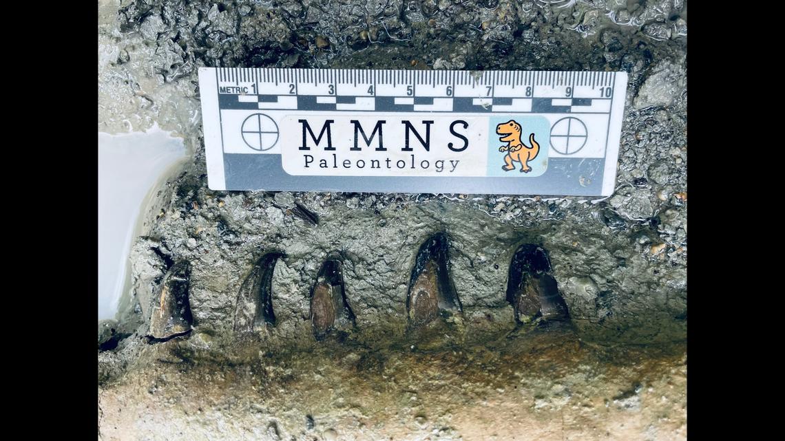 The well-preserved jaws still held teeth, despite advancing erosion in the ravine.