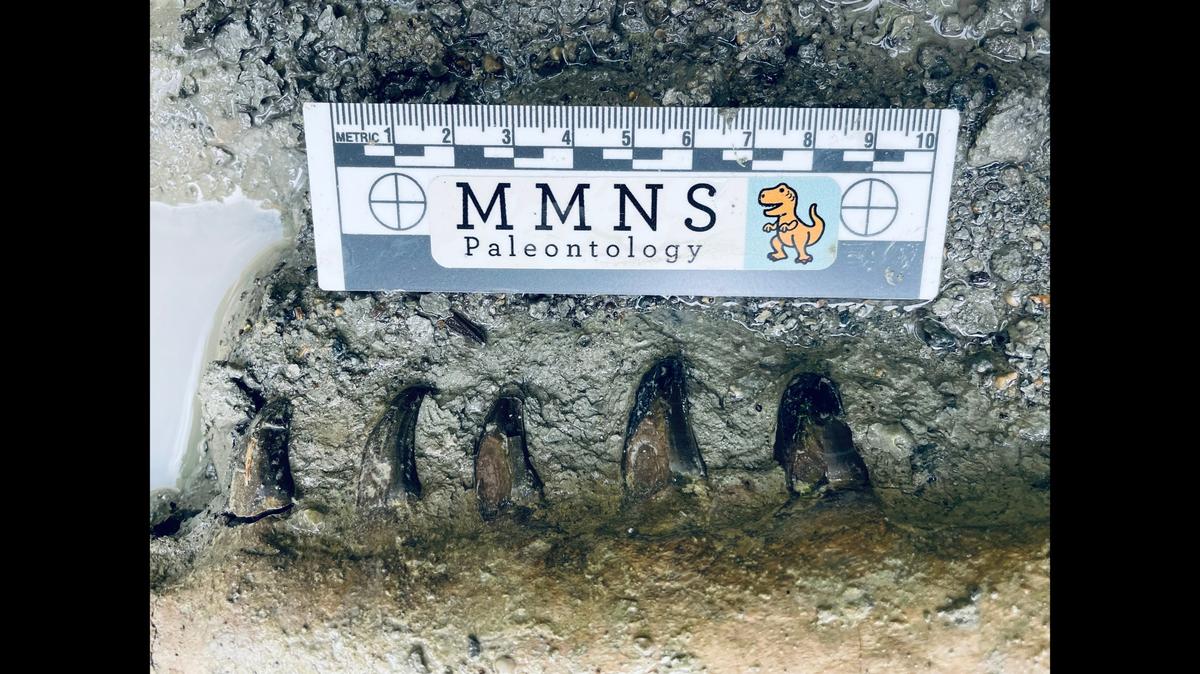 The well-preserved jaws still held teeth, despite advancing erosion in the ravine.