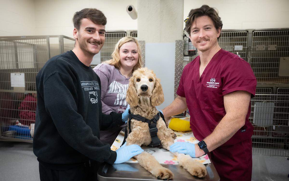 (From left) Doctor of veterinary medicine third-year student William Greer, certified veterinary technician Ashlee Reed, 10-month-old goldendoodle Maple and MSU surgical resident Dr. Weston Beamon, after Maple’s surgery.