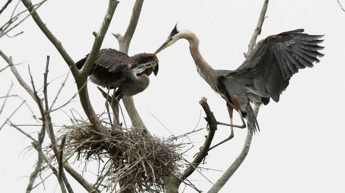 An adult great blue herons lands at its nest in a tree in Gulfport where several pairs of the birds were nesting in June 2015.