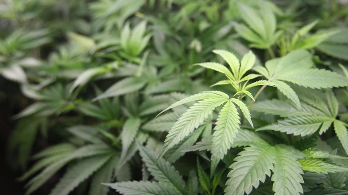 If you’re looking for a job, you better just leaf this alone (as long as we’re making bad puns about drug policy).