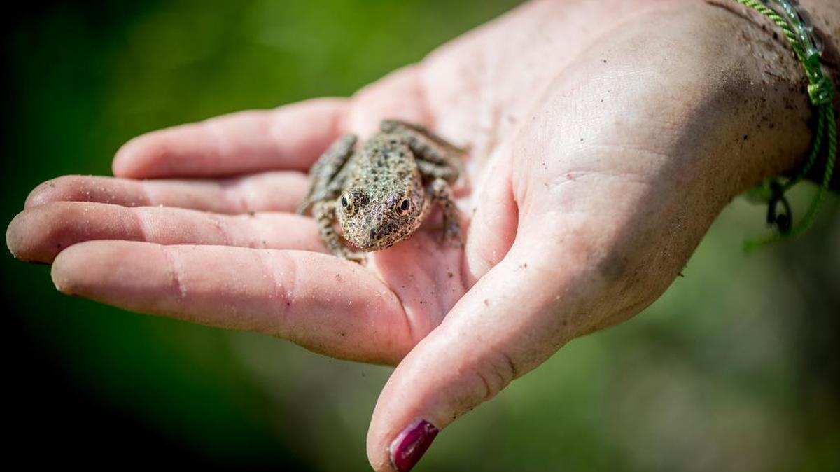 Researcher Jaime Smith holds a dusky gopher frog in the De Soto National Forest.