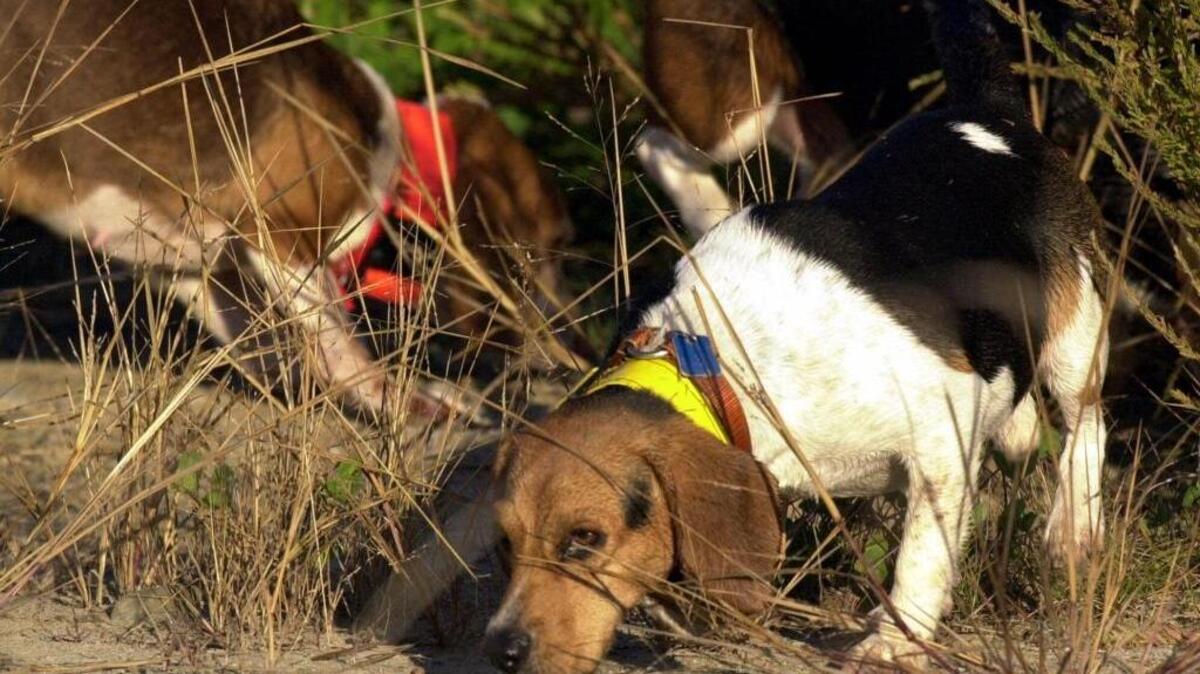 A Beagle sniffs out a rabbit in Ashland, Ky., Saturday, Oct. 14, 2000. A pastor in North Mississippi said he took 12 of his hunting dogs out Wednesday night looking for rabbits. By Friday morning, four of the 12 were dead.