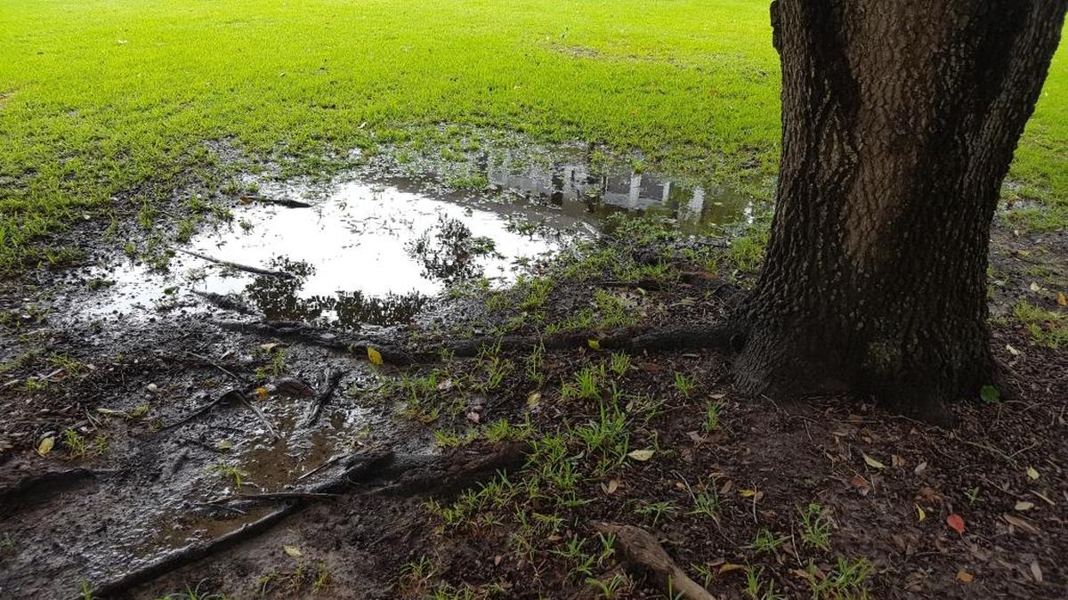 When water saturated the ground around a tree, no matter how storm-hardy a breed it is, it can compromise the root system. Like being in a bowl of water, tree experts say, the roots have nothing to hold onto, and the tree is easily blown over by wind.