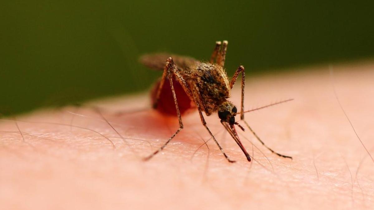 A pool of mosquitoes in Lexington tested positive for West Nile Virus.