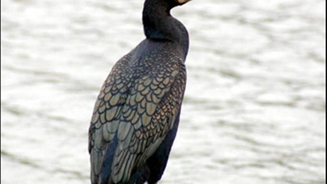 Scenes from the Beach | Feb. 19, 2017