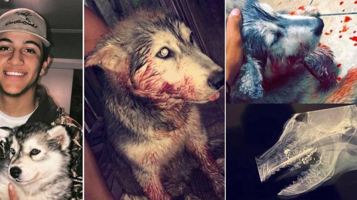 Lawmakers won’t listen every time an animal is abused in Mississippi. We must yell louder.