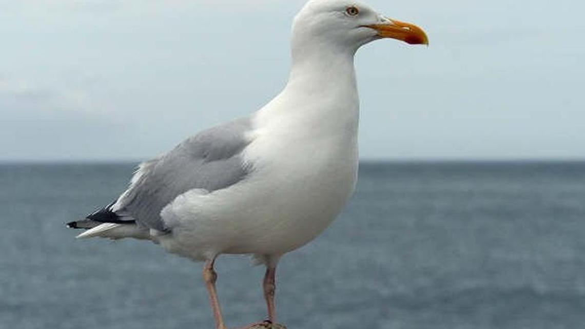 Scenes from the Beach | February 26, 2017