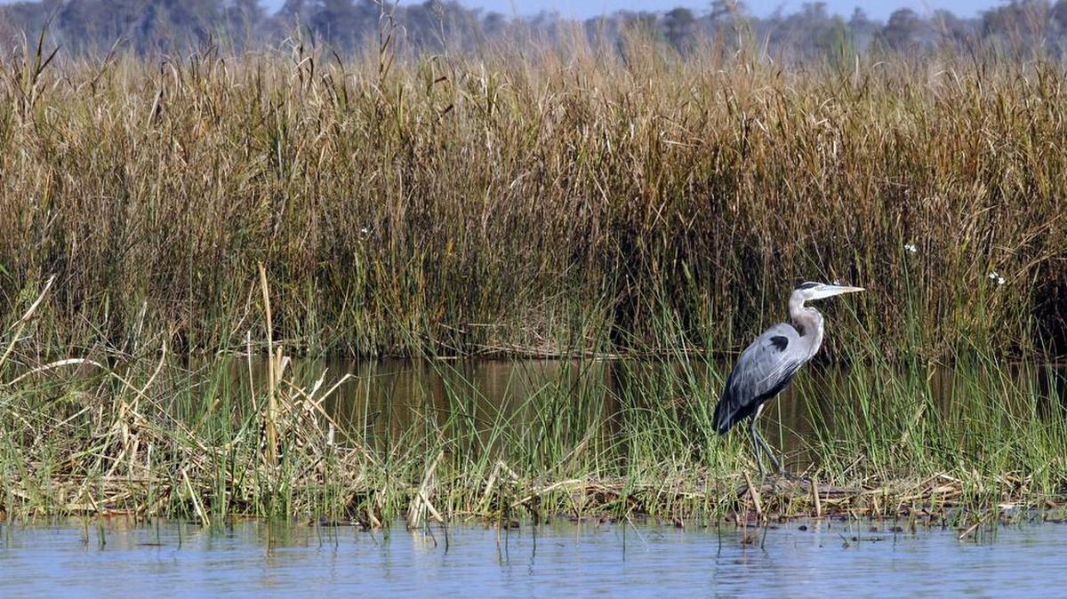 A Blue Heron stands among marsh grass along the Pascagoula River. in October 2010. The state will spend $4 million in RESTORE money for water quality improvement there.