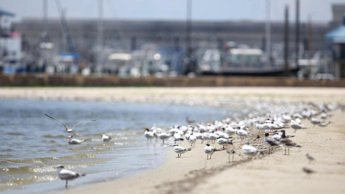 Scenes from the Beach | January 22, 2017