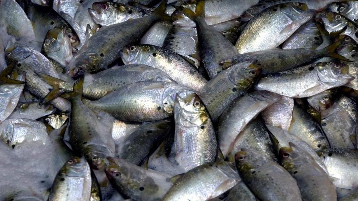 A fresh catch of Menhaden sits in the holding pen in the hull of a pogy boat. These fish were unloaded and processed at the Omega Protein plant in Moss Point.
