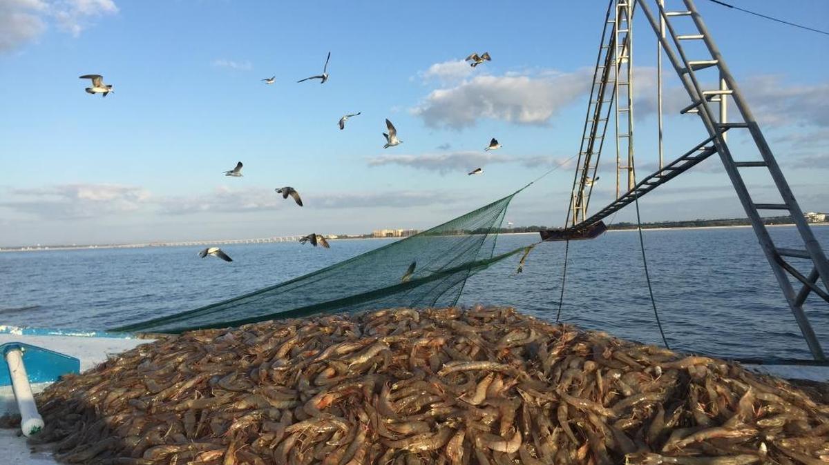 In 2015, Mississippi landed 306 million pounds of seafood -- more than any other Gulf state but Louisiana.