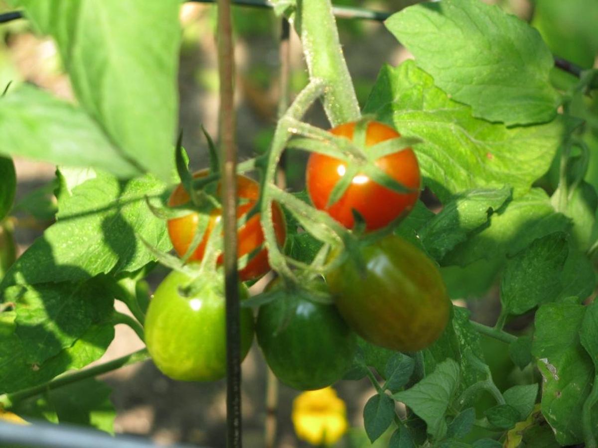 A file photo of a tomato plant.