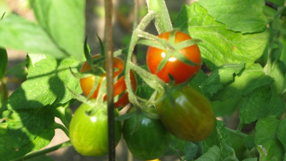A Sound Off reader says it’s time to plant now for fall tomato harvest.
