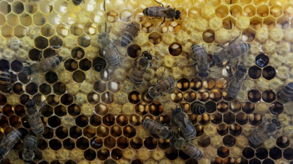 In this Aug. 20, 2011 photo, Honey bees go about their work in the demonstration hive as local beekeepers celebrate National Honey Bee Awareness Day at Attalla City Park in Attalla, Ala. Beehives, now considered a nuisance in Gadsden, may soon be legal. The city council recently met with Terry Thomas, a Gadsden police officer, and discussed changes in city ordinances to allow beehives in the city. (AP Photo/Gadsden Times, Sarah Dudik)