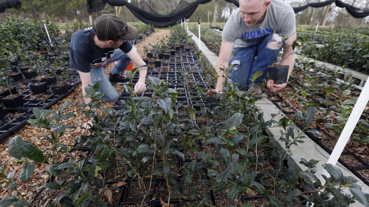 In this Feb. 29, 2016 photograph, Joshua Watson, left, and Chase White gather tea plants onto racks at The Great Mississippi Tea Company near Brookhaven, Mississippi.