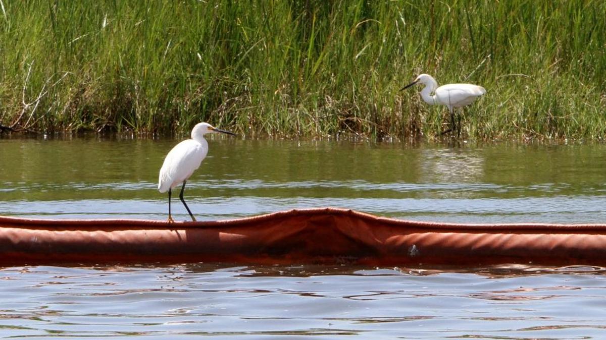 JAMES EDWARD BATES/SUN HERALD Egrets search for their next meal from the top of boom on Bayou Caddy in Hancock County as efforts continue to contain the oil spill in the Gulf of Mexico.