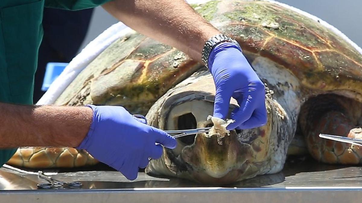 Tim Morgan of Mississippi State pulls a plastic bag from the nasal cavity of a dead sea turtle at Institute of Marine Mammal Studies in Gulfport, Thursday, April 20, 2017.