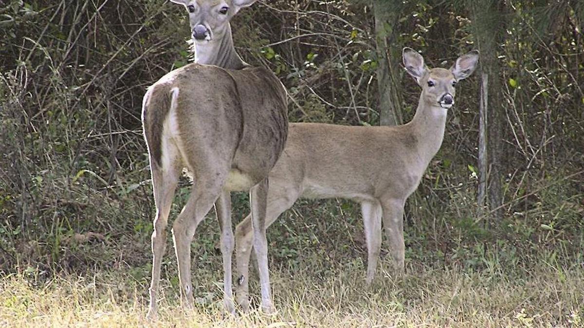 Hunters, be mindful of what you kill this season.