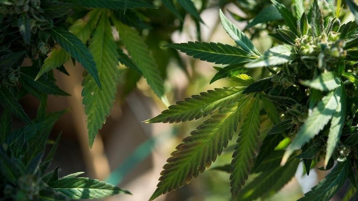 Here’s a doctor’s case against medical marijuana in Mississippi