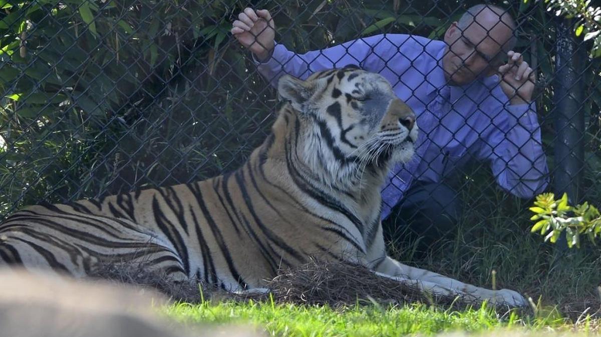 LSU School of Veterinary Medicine's Dr. David Baker, who also serves as the primary caregiver for the university's live mascot Mike VI shares a moment with the big cat during a visit, Friday, Sept. 30, 2016 on LSU's campus in Baton Rouge. Mike VI died in October 11, 2016.